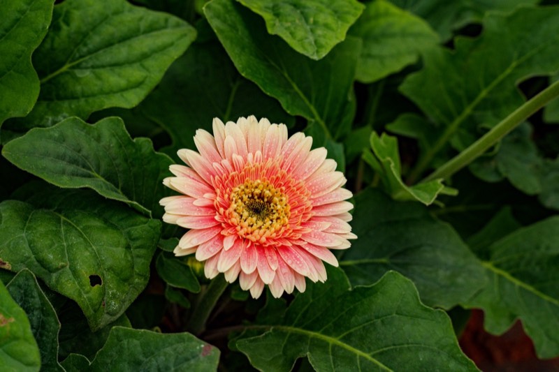 Gerbera pot plant in bloom